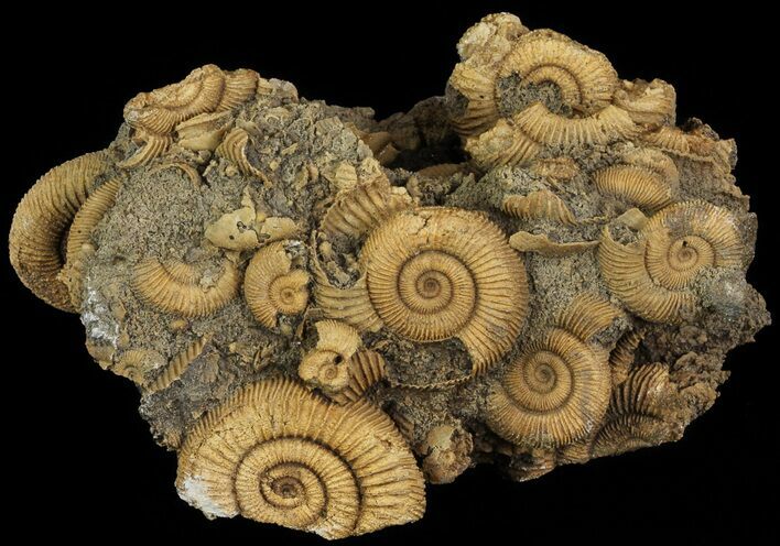 Dactylioceras Ammonite Cluster - Germany #64563